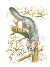 Szara liść drapieżniki pies - obraz z nadrukiem artystycznym - 25,5 x 17,5 cm