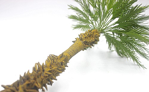 THANAN AFRICAN PALM TREE MODEL 1/35 SCALE APPROX 30CM. HEIGHT. TAP-003 - 第 6/7 張圖片