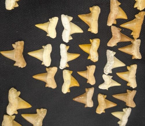 100 Stck. Haifischzähne Otodus obliquus Haifischzahn Megalodon Ära Fossilien Marokko - Bild 13 von 19