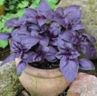 400 x BASIL PURPLE  - Ocimum basilicum SEEDS. NON GMO