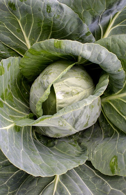 Légumes-Rutabaga-Best of All 50 g Graines-Grand