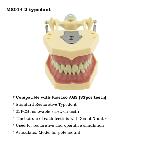 Columbia Kilgore Nissin 200 Dental Typodont Model Mount Pole Removable Teeth - Picture 10 of 255