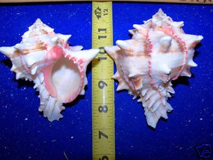 2-4-034-PINK-MUREX-BRASSICA-SEASHELLS-HERMIT-CRAB-XL-ITEM-1072-4-2