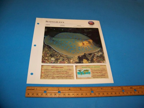 Stingrays foto / pagina informazioni esploratore della fauna selvatica 1998 - Foto 3 di 3
