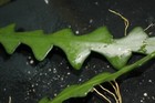 Picture 5 of 6