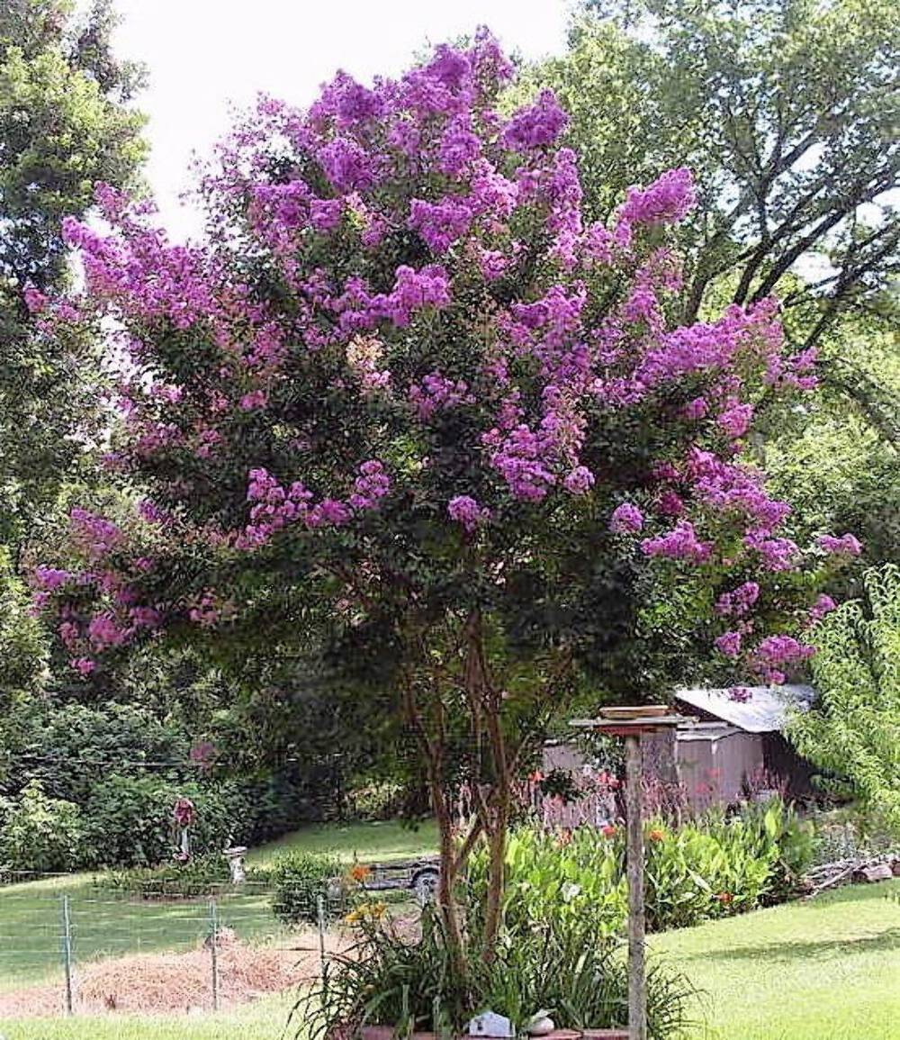 Picture 8 of 10