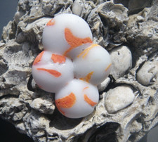 Sea Glass, Beautiful White with Orange Swirls