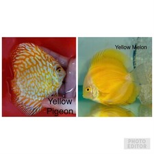 Pack of 2 Discus Fish 3.5 -3.75 - Live Fish Aquarium Overnight Shipping
