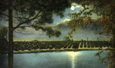 Moonlight over Orange Groves and lake in Florida - Vintage white border Postcard