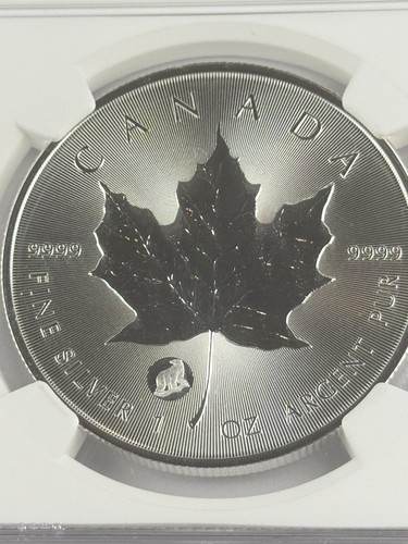 2024 Canada $5 Maple Leaf NGC MS66 Polar Bear Privy Silver - Picture 2 of 4