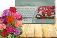 Mix Geranium Seeds for Planting - 100 Pcs Annual, Heat  Drought Tolerant Flower