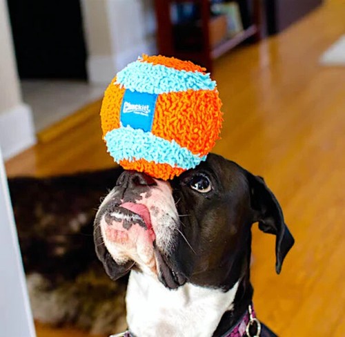 Chuckit! Indoor Ball Dog Toy, Blue & Orange, Medium - Picture 6 of 6