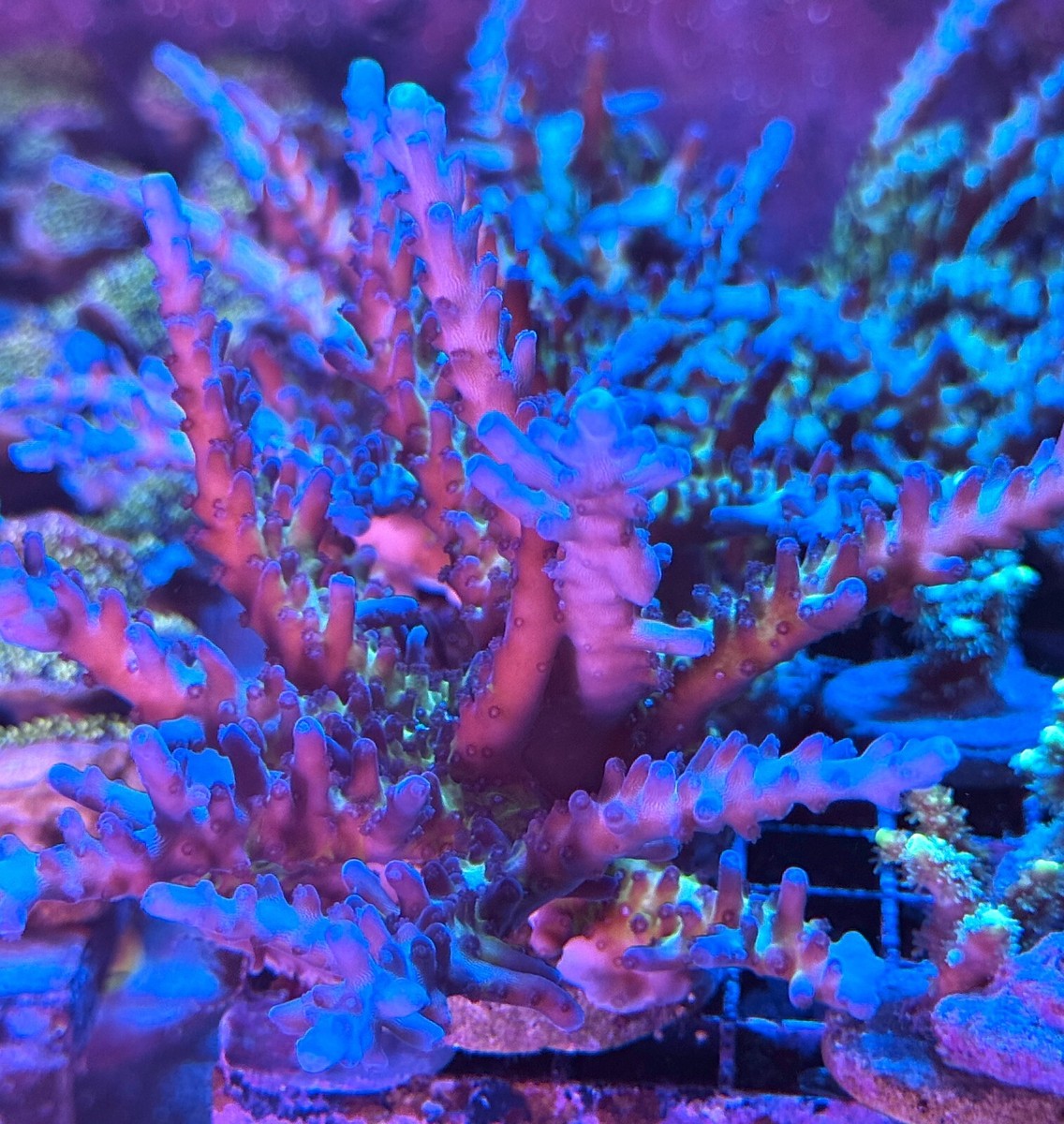 8/12午前中まで限定お値下げ⭐︎Coral & Tusk × Orneko live coral Tricolor Granulosa SPS coral by 