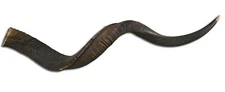 Kudu Horn Large,  40" around curls, great kudu horn, 1 Real Kudu Horn for Shofar