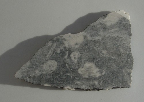 Galactic Rudis Fossil Lapidary Slab T1021 with Alien feature - Imagen 8 de 10