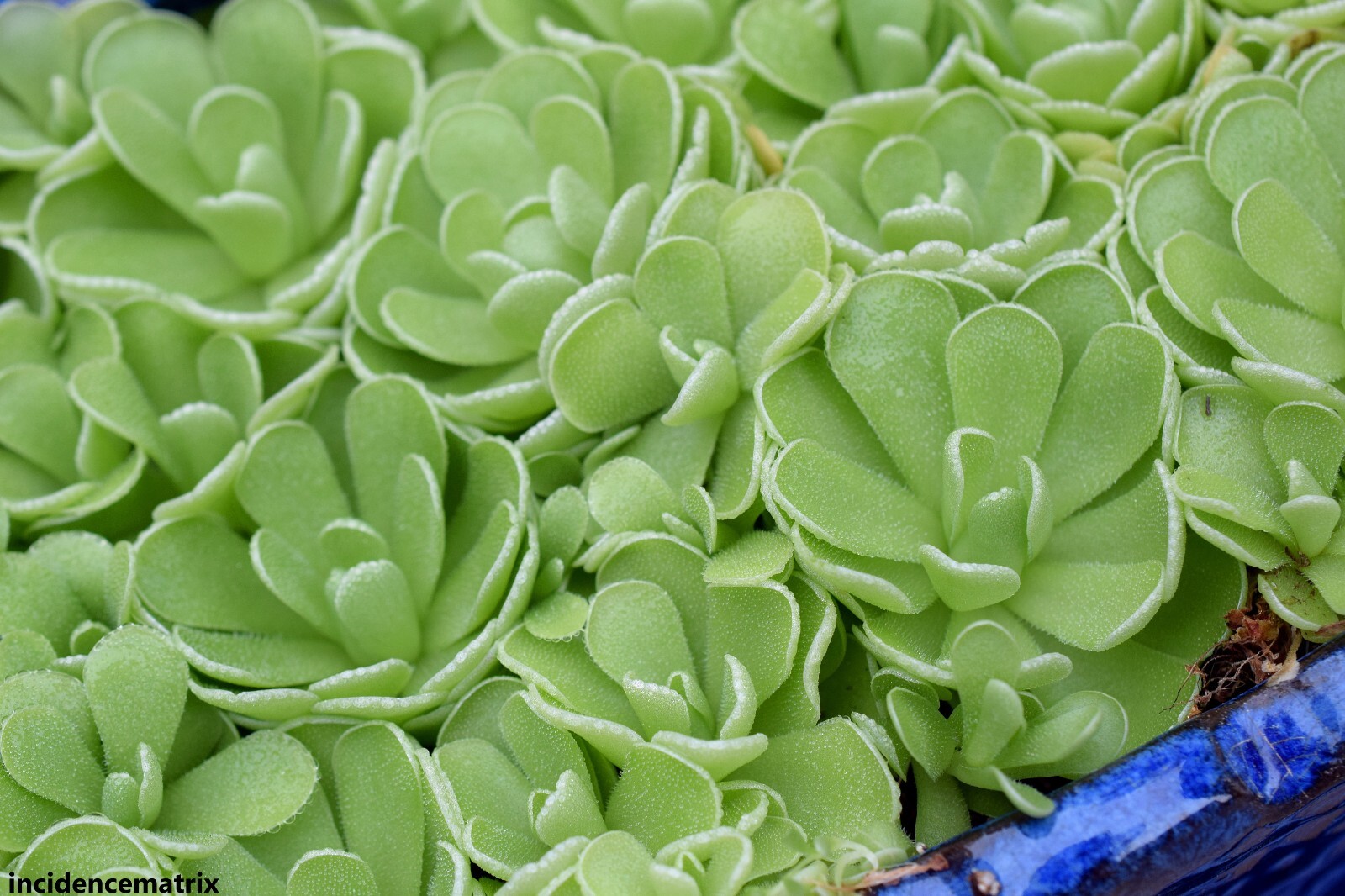 Pinguicula Moranensis Mexican Butterwort Carnivorous Rare 5