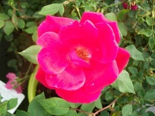 Red Knock Out® Rose Bush EarthKind Large 3 Gal. Shrub Plants Plant Roses Gardens