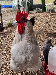 Orpington Chicken Hatching Eggs | eBay