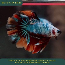 Live Betta Fish Koi Nemo Halfmoon Male Beautiful Tail from TH VN177