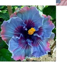 30 Rare Hibiscus Seeds – Vibrant Pink Blooms for Effortless Summer Gardens