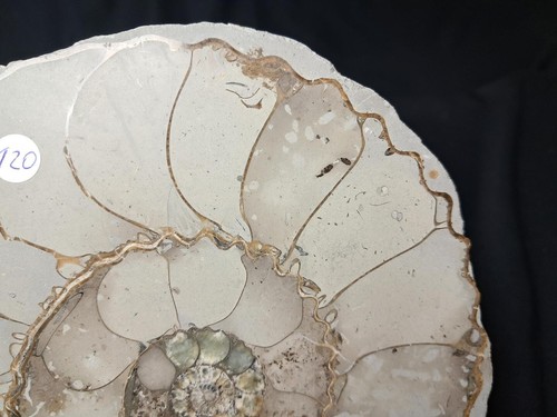 Hoplites dentatus , giant nice ammonite Troyes, France - Imagen 21 de 24