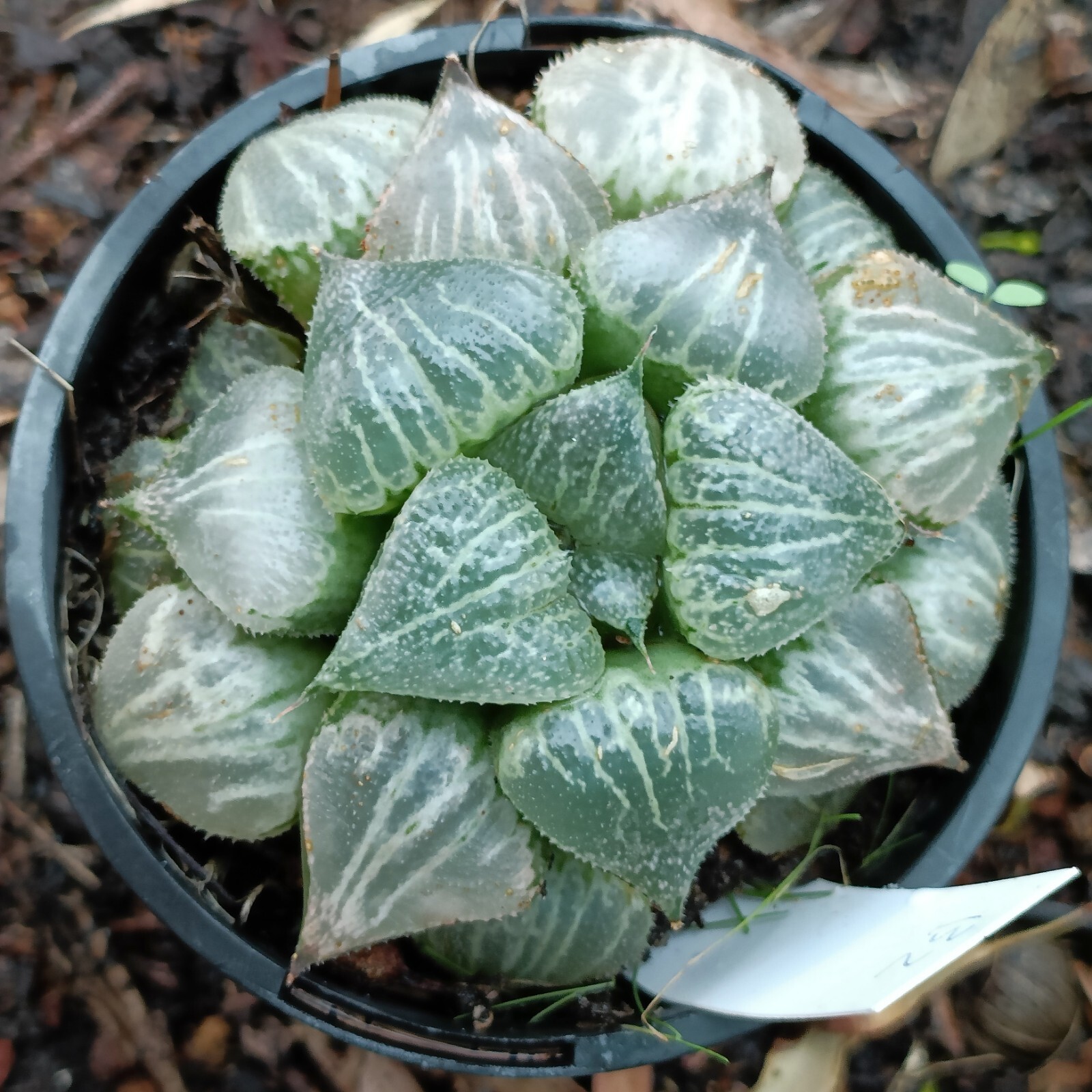 Picture 2 of 6