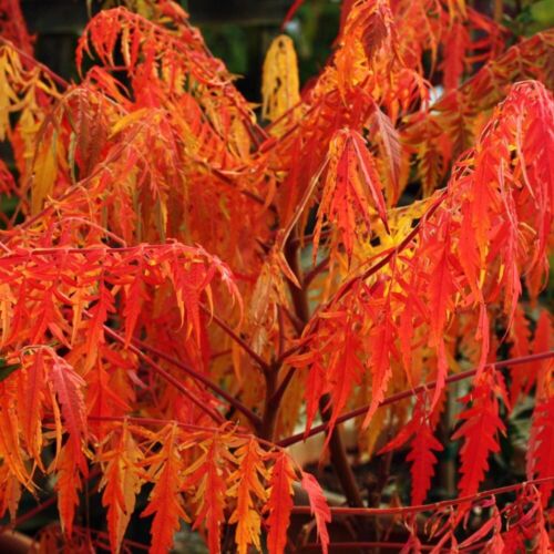 Rhus Typhina Stag's Horn Sumach 3Lt Pot Large - Rare Hardy Shrub Trees - Picture 13 of 15