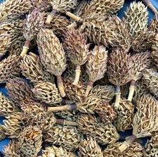 10 Organic Magnolia Tree Seed Pods Heat Treated Pet Reptile Vivarium Isopods