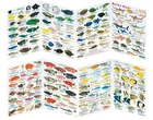 Fish Leaflet Red Sea Fish Identification Card Folder for Fish Identification