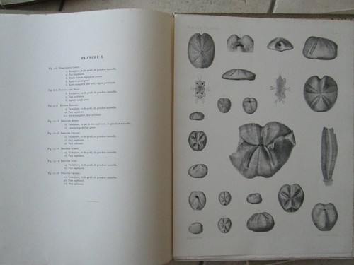 EXPLORATION SCIENTIFIQUE DE LA TUNISIE, 1885/86. Paléontologie texte + ATLAS. - Picture 2 of 12