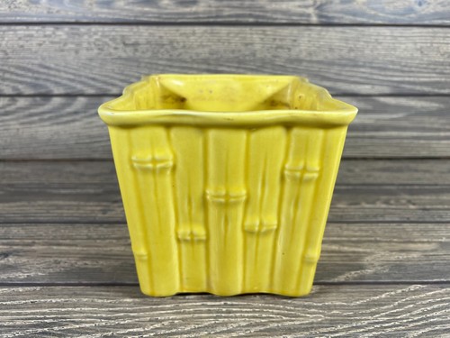 Shawnee gelber Bambus 5" quadratischer Pflanzgefäß - Bild 1 von 4