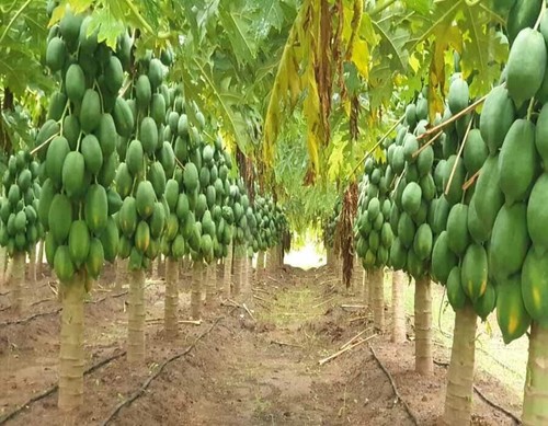 Taiwan Red Lady 786 F1 Hybrid Papaya Samen 10g (300 Samen) Samen | Schneller Versand - Bild 5 von 5