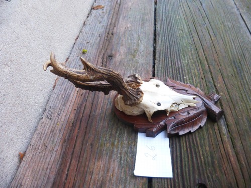 abnormal roebuck antlers / real deer antlers / abnormal deer horns / antlers 26 - Picture 2 of 4