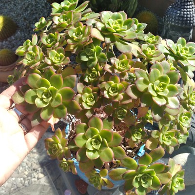 WICKED Bonsai Aeonium 'Kiwi' 12" Rooted Succulent Plant | eBay