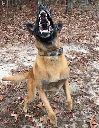 Tactical Dog Collar Heavy Duty Military Service Canine Training K9 Metal Buckle - Picture 7 of 80