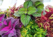Coleus Rainbow Mix Seeds for Planting 50 Seeds - Easyt to Grow and Stunning Co