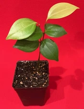 CEYLON CINNAMON Cinnamomum zeylanicum Starter Tree Potted Plant Spice Tea 