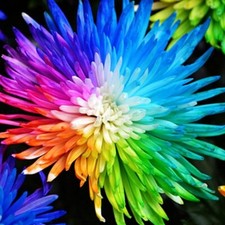 RARE 10 + 10 FREE Rainbow Chrysanthemum Seeds Personalised Tag
