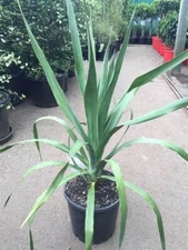 DRACAENA Draco 5 Seeds