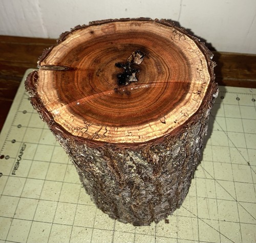 One Large Hawaiian Koa Wood Log ~ 12 1/3" x 5 1/2" Turning (#202) - Picture 2 of 4