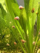 Pink Ramshorn Snails 7 1 Set USA Bred