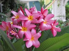 HAWAIIAN PINK PLUMERIA FRANGIPANI PLANT CUTTING - FRAGRANT EASY TO GROW