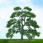 MP SCENERY 2 Live Oak HO Scale Architectural Model Trees Railroad Layout