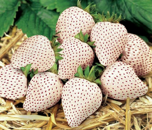 White Alpine Strawberry Fragaria Vesca Pineberry, Sweet Pinapple Flavour Seeds - Picture 7 of 16