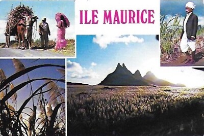 AK MAURITIUS DIE INSEL MAURITIUS, DAS ZUCKERROHR, ANIMATION
