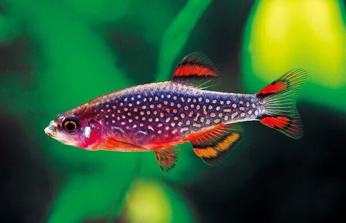 6 Galaxy Rasbora/Celestial Pearl Danio Freshwater Aquarium Fish Live Arrival Gua