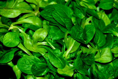 1100+ African Cabbage Vegetable Seeds (Cleome Gynandra) | AKA Ethiopian  Cabbage | eBay