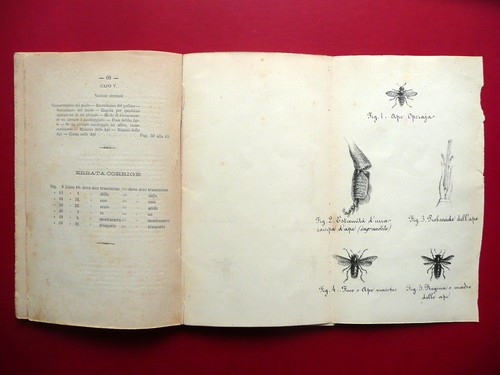 Api Apicoltura Felice Poppi Manuale Libretto 30 Figure Fine Ottocento circa - Foto 3 di 8