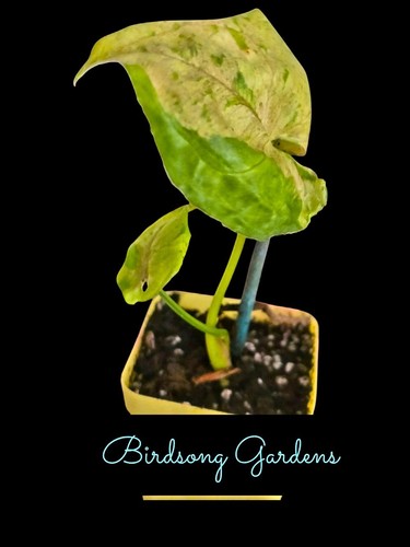 Grey Ghost Syngonium Green Splash Syngonium Rooted Plant 3 " Pot - Picture 2 of 3