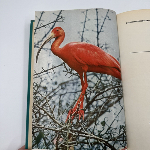 Coro Coro - World of the Scarlet Ibis - by Paul A. Zahl - 1st Ed Hardcover 1954 - Picture 9 of 10